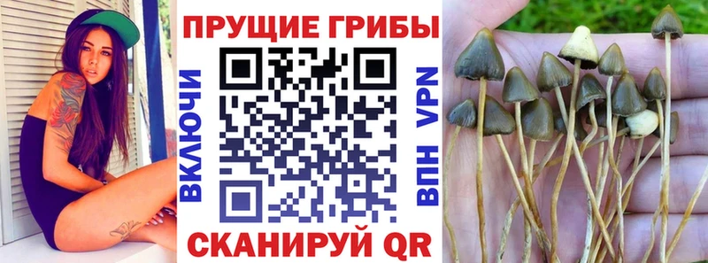 Галлюциногенные грибы Psilocybine cubensis наркотики ссылка на мегу зеркало Архангельск